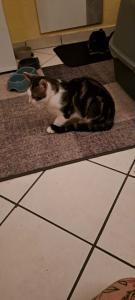 2 süße Babykatzen zu verkaufen