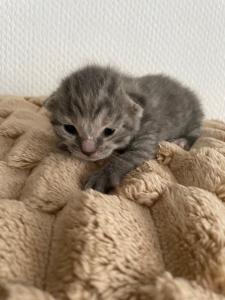 4 Kitten suchen ein neues Zuhause