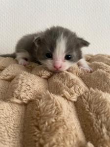 4 Kitten suchen ein neues Zuhause