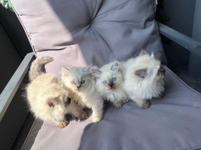 Ragdoll katze