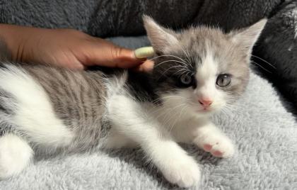 🐾 Süße Kätzchen zu verkaufen 🐾