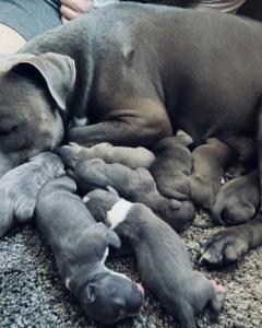 American Staffordshire Welpen