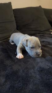 American Staffordshire Welpen