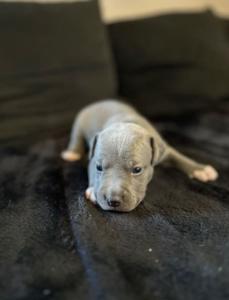 American Staffordshire Welpen