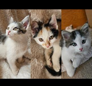 Anhängliche Kitten zu Verkaufen