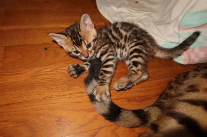 Bengal Kitten Babykätzchen