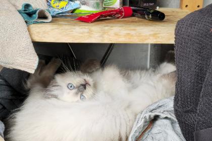 Birmakitten, Birmakätzchen, Birma, Kater, Kitten, Kätzchen