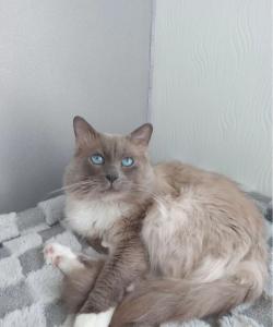 Birmakitten, Birmakätzchen, Birma, Kater, Kitten, Kätzchen