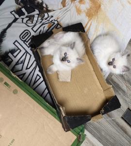 Birmakitten, Birmakätzchen, Birma, Kater, Kitten, Kätzchen