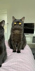 BKH Kater (1,5 Jahre) sucht dringend Zuhause