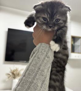 BKH kitten