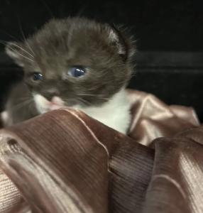 BKH Kitten 4 Stück alles Katzen Abgabe am 13.07 und 14.07.