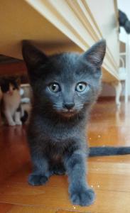 BKH Kitten suchen liebevolles Zuhause ab 12.08.2025