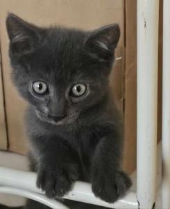 BKH Kitten suchen liebevolles Zuhause ab 12.08.2025