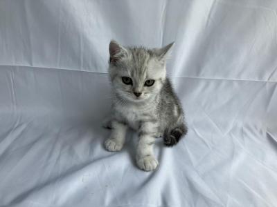 Bkh Kitten Britisch Kurzhaar Black Silver tabby Whiskas