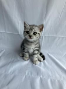 Bkh Kitten Britisch Kurzhaar Black Silver tabby Whiskas