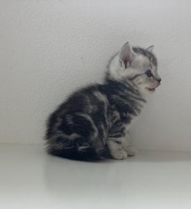 Bkh Mix kitten
