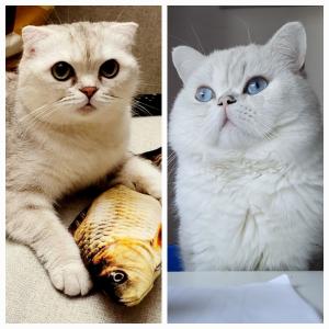 [Update 02.08.: 1 reserviert, 2 noch zu haben] Britisch Kurzhaar + Scottish Fold Kitten auszugsbereit