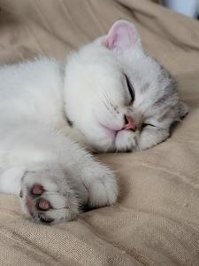 [Update 02.08.: 1 reserviert, 2 noch zu haben] Britisch Kurzhaar + Scottish Fold Kitten auszugsbereit