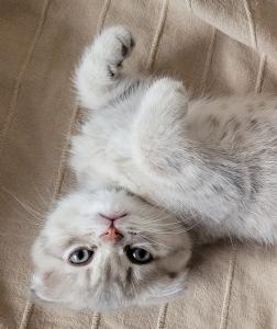 [Update 02.08.: 1 reserviert, 2 noch zu haben] Britisch Kurzhaar + Scottish Fold Kitten auszugsbereit