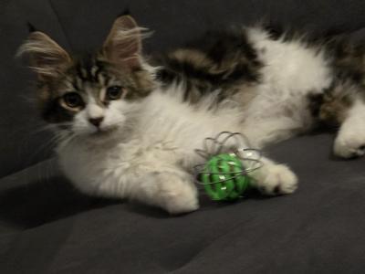 Timmy, Lana und Tom suchen einen Neuen Dosenöffner auf Lebenszeit!