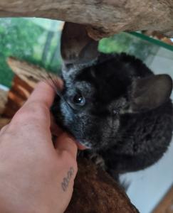 Chinchilla zu vergeben 5j m.