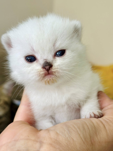 Diese blauen Babybärchenaugen….