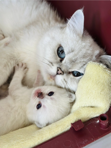 Diese blauen Babybärchenaugen….