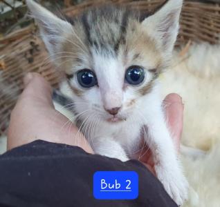 Katzenbabies Kitten