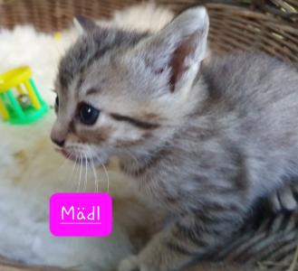 Katzenbabies Kitten