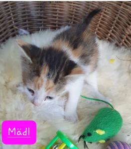 Katzenbabies Kitten
