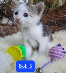 Katzenbabies Kitten