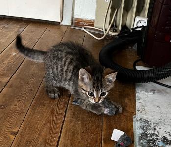 Katzenbaby suchen eine neue Familie