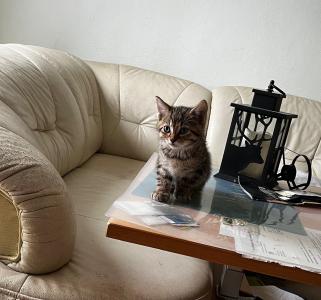 Katzenbaby suchen eine neue Familie