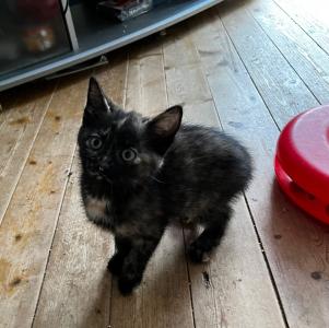 Katzenbaby suchen eine neue Familie