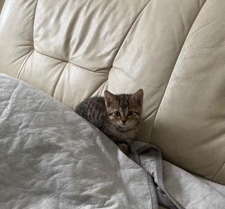 Katzenbaby suchen eine neue Familie