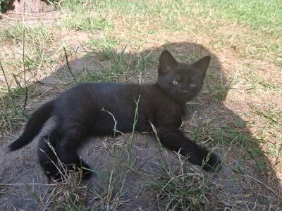 kleines Katzenmädchen