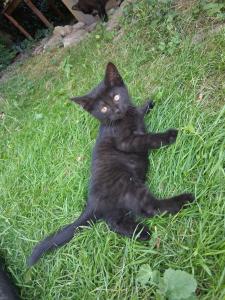 kleines Katzenmädchen