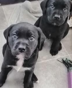 Labrador mix welpe