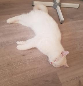 Lieber Bkh Kater sucht dringend