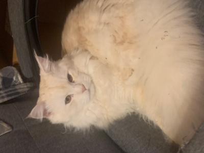 Main Coon  reinrassig