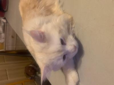 Main Coon  reinrassig