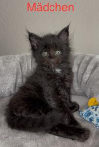Maine Coon Kitten