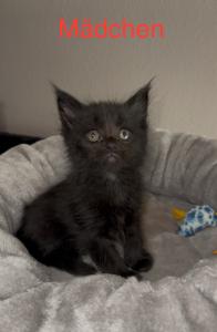 Maine Coon Kitten