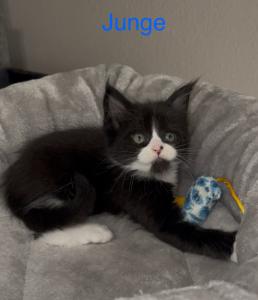 Maine Coon Kitten