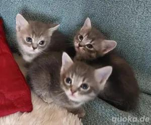 Perser-Bombay mix Babies in liebevolle Hände abzugeben