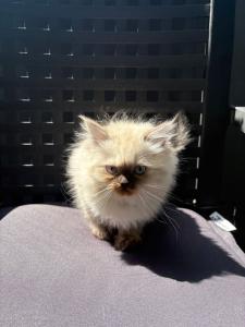 Ragdoll katze