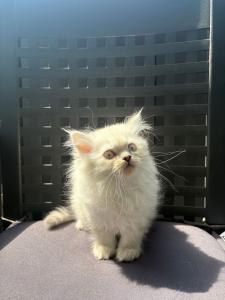 Ragdoll katze
