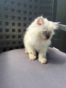 Ragdoll katze