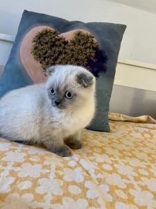abgabebereit!!! schottisch fold scottish Kitten